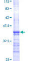 ATP6V1D / V-ATPase subunit D Protein - 12.5% SDS-PAGE Stained with Coomassie Blue.