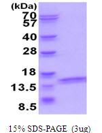 ATP6V1F Protein