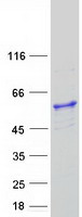 ATP6V1H Protein - Purified recombinant protein ATP6V1H was analyzed by SDS-PAGE gel and Coomassie Blue Staining