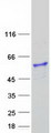 ATP6V1H Protein - Purified recombinant protein ATP6V1H was analyzed by SDS-PAGE gel and Coomassie Blue Staining