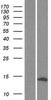 ATPase Subunit G / ATP5L Protein - Western validation with an anti-DDK antibody * L: Control HEK293 lysate R: Over-expression lysate