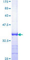 ATR Protein - 12.5% SDS-PAGE Stained with Coomassie Blue.