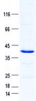 ATRAID / C2orf28 Protein
