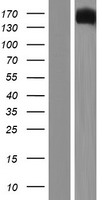 ATRN / Attractin Protein - Western validation with an anti-DDK antibody * L: Control HEK293 lysate R: Over-expression lysate