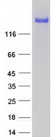 ATRN / Attractin Protein - Purified recombinant protein ATRN was analyzed by SDS-PAGE gel and Coomassie Blue Staining