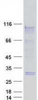 ATXN1 / SCA1 Protein - Purified recombinant protein ATXN1 was analyzed by SDS-PAGE gel and Coomassie Blue Staining