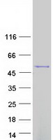 ATXN10 / SCA10 Protein - Purified recombinant protein ATXN10 was analyzed by SDS-PAGE gel and Coomassie Blue Staining