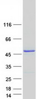 ATXN10 / SCA10 Protein - Purified recombinant protein ATXN10 was analyzed by SDS-PAGE gel and Coomassie Blue Staining