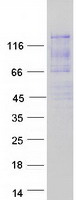 ATXN2L Protein - Purified recombinant protein ATXN2L was analyzed by SDS-PAGE gel and Coomassie Blue Staining