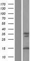 ATXN3 / JOS Protein - Western validation with an anti-DDK antibody * L: Control HEK293 lysate R: Over-expression lysate