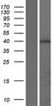 ATXN3L Protein - Western validation with an anti-DDK antibody * L: Control HEK293 lysate R: Over-expression lysate