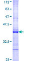 AUH Protein - 12.5% SDS-PAGE Stained with Coomassie Blue.