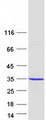 AUH Protein - Purified recombinant protein AUH was analyzed by SDS-PAGE gel and Coomassie Blue Staining
