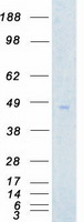 AURKA / Aurora-A Protein - Purified recombinant protein AURKA was analyzed by SDS-PAGE gel and Coomassie Blue Staining