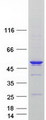AURKA / Aurora-A Protein - Purified recombinant protein AURKA was analyzed by SDS-PAGE gel and Coomassie Blue Staining