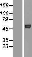 AUTL1 / ATG4C Protein - Western validation with an anti-DDK antibody * L: Control HEK293 lysate R: Over-expression lysate