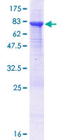 AUTL1 / ATG4C Protein - 12.5% SDS-PAGE of human ATG4C stained with Coomassie Blue