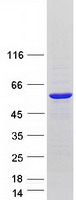 AUTL1 / ATG4C Protein - Purified recombinant protein ATG4C was analyzed by SDS-PAGE gel and Coomassie Blue Staining