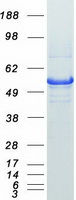 AUTL1 / ATG4C Protein - Purified recombinant protein ATG4C was analyzed by SDS-PAGE gel and Coomassie Blue Staining