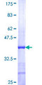 Auxin-Binding Protein 1 Protein - 12.5% SDS-PAGE Stained with Coomassie Blue.