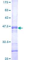 AVEN / PDCD12 Protein - 12.5% SDS-PAGE Stained with Coomassie Blue.