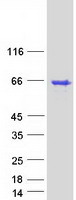 AVEN / PDCD12 Protein - Purified recombinant protein AVEN was analyzed by SDS-PAGE gel and Coomassie Blue Staining