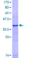 AVIL / Advillin Protein - 12.5% SDS-PAGE Stained with Coomassie Blue.