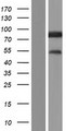 AVL9 Protein - Western validation with an anti-DDK antibody * L: Control HEK293 lysate R: Over-expression lysate