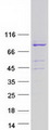 AVL9 Protein - Purified recombinant protein AVL9 was analyzed by SDS-PAGE gel and Coomassie Blue Staining