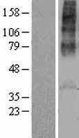 AVPR1A / V1a Receptor Protein - Western validation with an anti-DDK antibody * L: Control HEK293 lysate R: Over-expression lysate