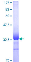 AVPR1A / V1a Receptor Protein - 12.5% SDS-PAGE Stained with Coomassie Blue.