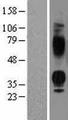 AVPR1B Protein - Western validation with an anti-DDK antibody * L: Control HEK293 lysate R: Over-expression lysate