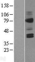AVPR2 / V2R Protein - Western validation with an anti-DDK antibody * L: Control HEK293 lysate R: Over-expression lysate