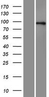 AXIN1 / Axin-1 Protein - Western validation with an anti-DDK antibody * L: Control HEK293 lysate R: Over-expression lysate