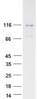 AXIN1 / Axin-1 Protein - Purified recombinant protein AXIN1 was analyzed by SDS-PAGE gel and Coomassie Blue Staining