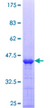 AXL Protein - 12.5% SDS-PAGE Stained with Coomassie Blue.