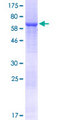 AZI2 / NAP1 Protein - 12.5% SDS-PAGE of human AZI2 stained with Coomassie Blue