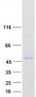 AZI2 / NAP1 Protein - Purified recombinant protein AZI2 was analyzed by SDS-PAGE gel and Coomassie Blue Staining