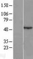 AZIN1 Protein - Western validation with an anti-DDK antibody * L: Control HEK293 lysate R: Over-expression lysate