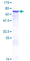 AZIN1 Protein - 12.5% SDS-PAGE of human AZIN1 stained with Coomassie Blue