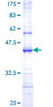 AZIN1 Protein - 12.5% SDS-PAGE Stained with Coomassie Blue.