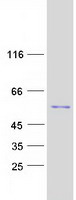 AZIN1 Protein - Purified recombinant protein AZIN1 was analyzed by SDS-PAGE gel and Coomassie Blue Staining