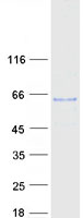 B3GALNT2 Protein - Purified recombinant protein B3GALNT2 was analyzed by SDS-PAGE gel and Coomassie Blue Staining