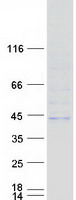 B3GALT5 Protein - Purified recombinant protein B3GALT5 was analyzed by SDS-PAGE gel and Coomassie Blue Staining