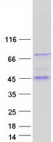 B3GALT5 Protein - Purified recombinant protein B3GALT5 was analyzed by SDS-PAGE gel and Coomassie Blue Staining