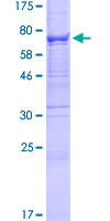 B3GALTL Protein - 12.5% SDS-PAGE of human B3GALTL stained with Coomassie Blue