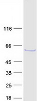 B3GALTL Protein - Purified recombinant protein B3GLCT was analyzed by SDS-PAGE gel and Coomassie Blue Staining