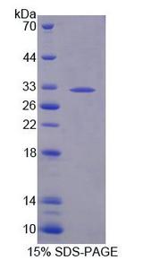 B3GAT2 Protein - Recombinant Beta-1,3-Glucuronyltransferase 2 (b3GAT2) by SDS-PAGE