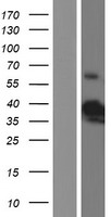 B3GAT3 Protein - Western validation with an anti-DDK antibody * L: Control HEK293 lysate R: Over-expression lysate