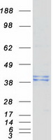 B3GAT3 Protein - Purified recombinant protein B3GAT3 was analyzed by SDS-PAGE gel and Coomassie Blue Staining